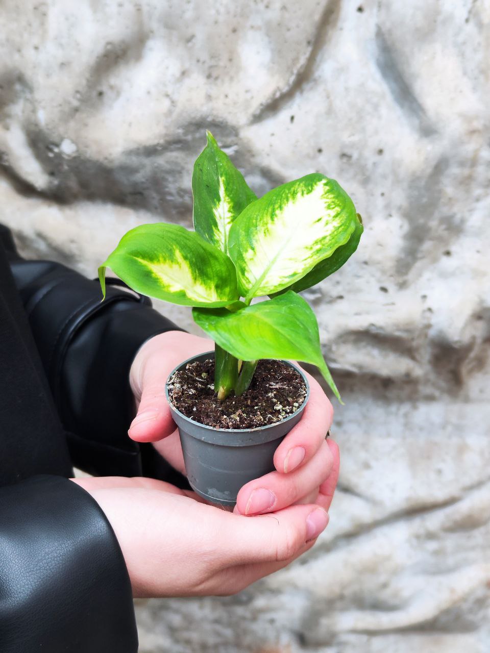 Диффенбахия Пятнистая Камилла (Dieffenbachia Maculata Camilla) D6см