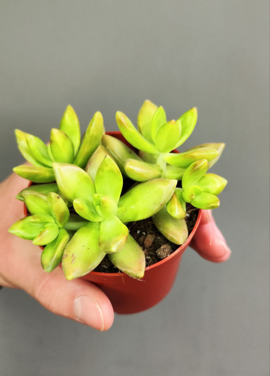 Седум Адольфа (Sedum Adolphii) D8см