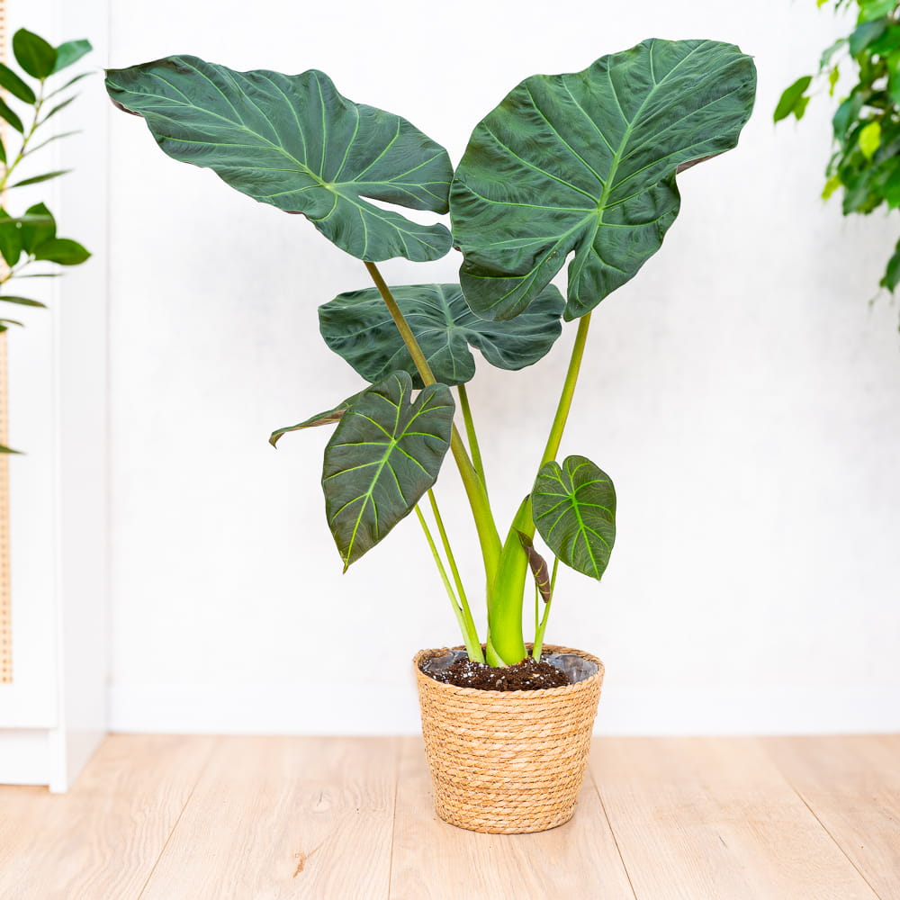 Алоказия Регал Шилдс (Alocasia ‘Regal Shields) D12см