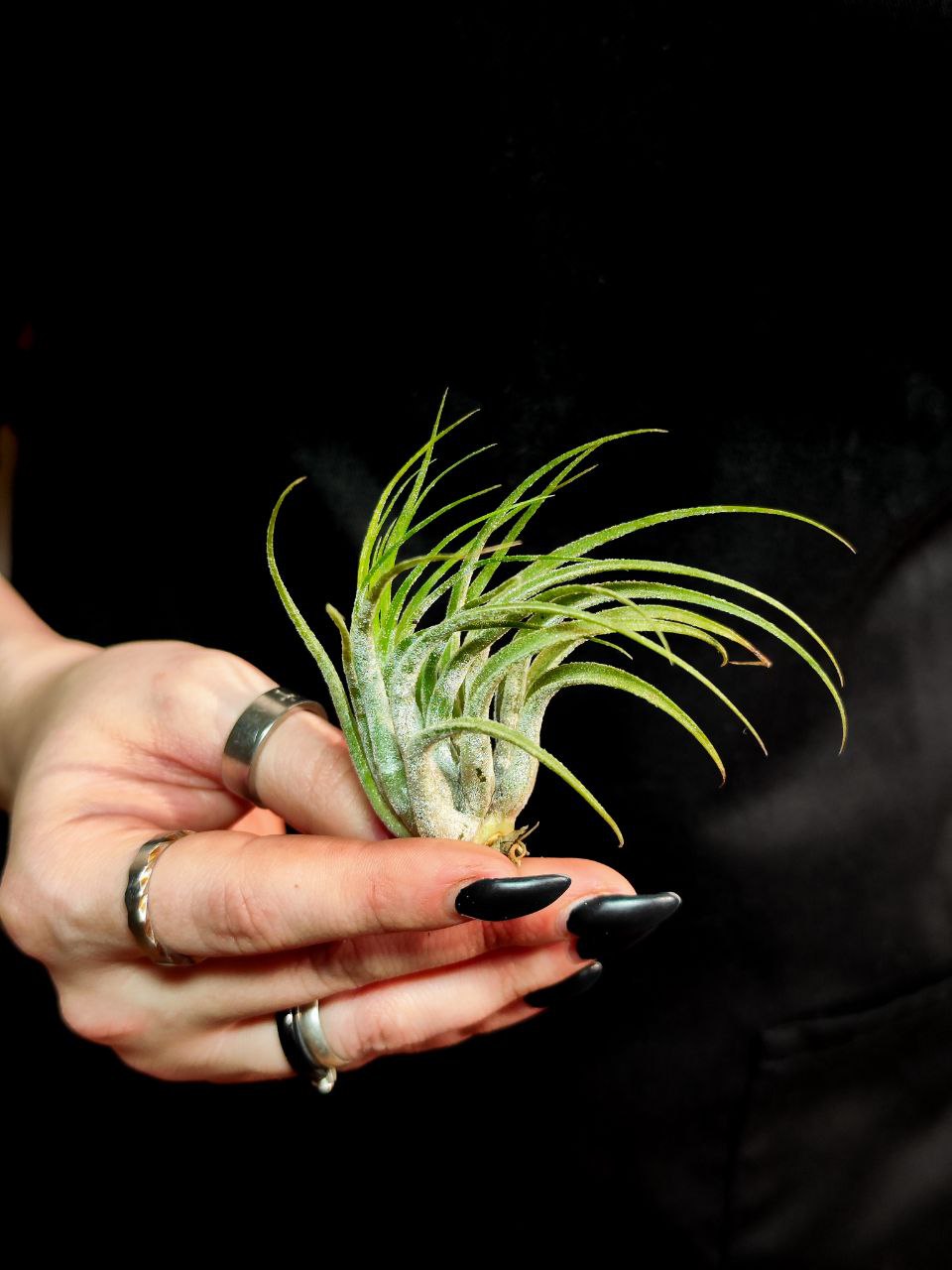 Тилландсия Ионанта Скапоза (Tillandsia Ionantha Scaposa)