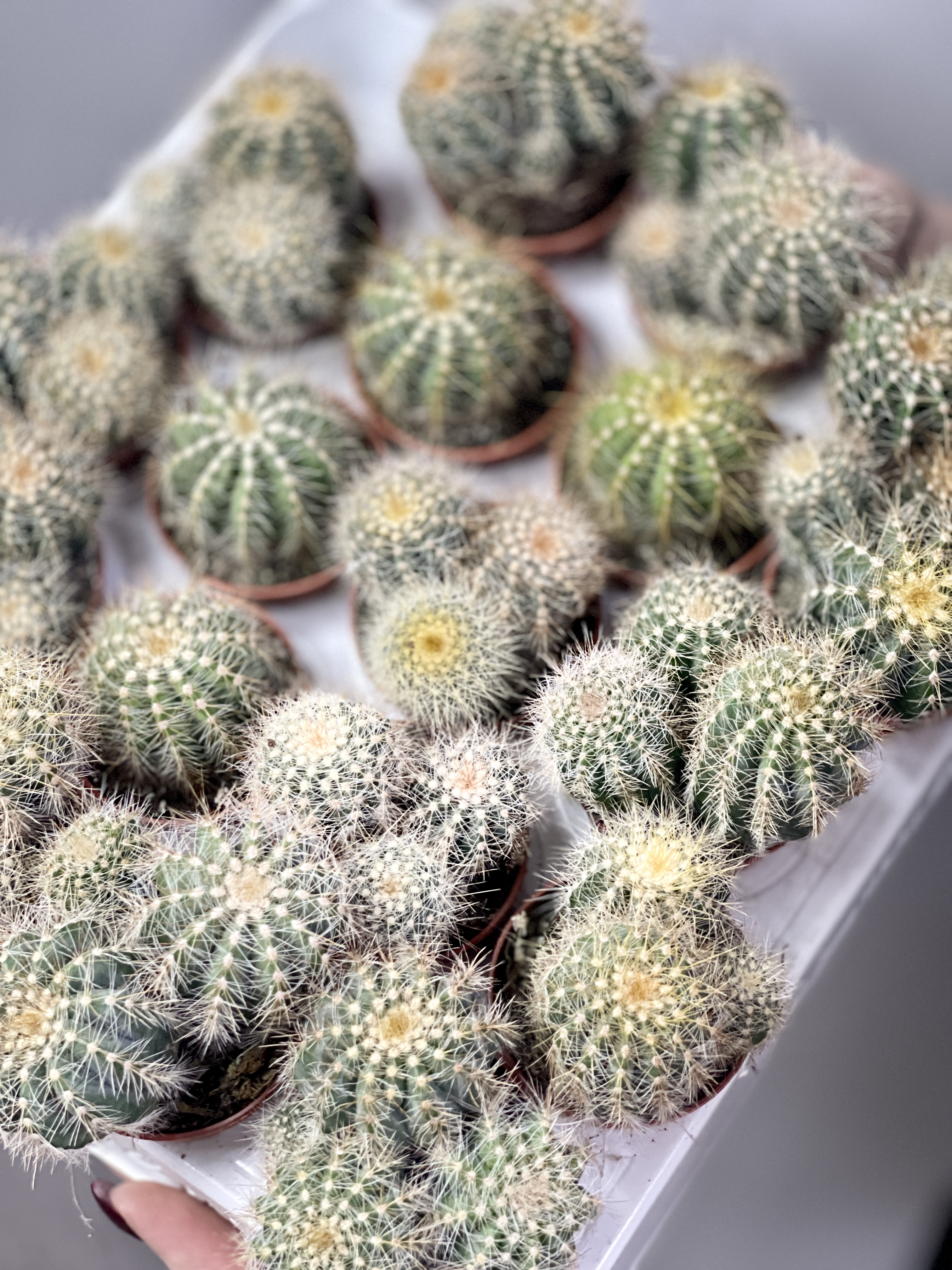 Нотокактус Магнификус Груп (Notocactus Mafnificus group) D5см