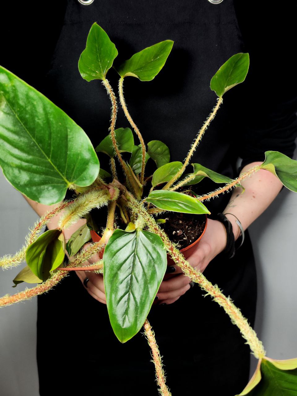 Филодендрон Серпенс (Philodendron Serpens) D10см