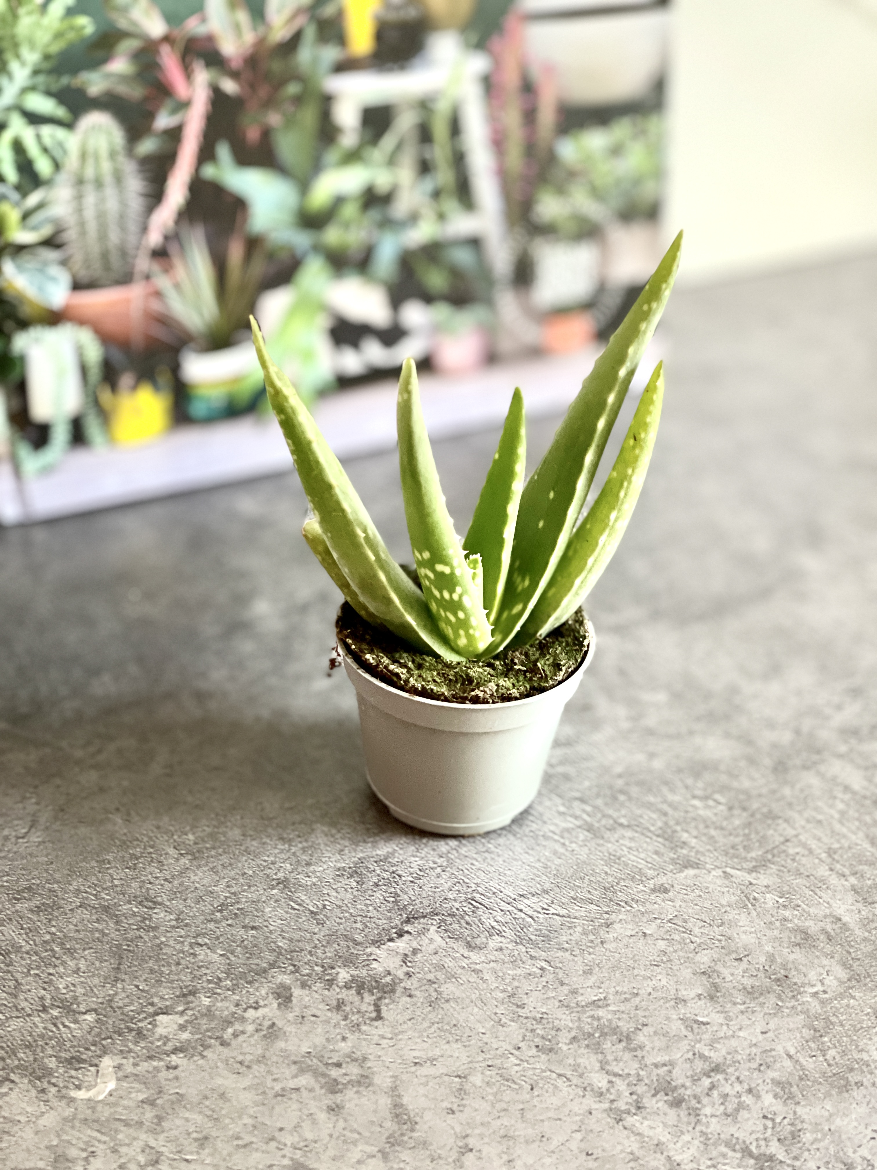Алоэ Вера (Aloe Vera) D5см