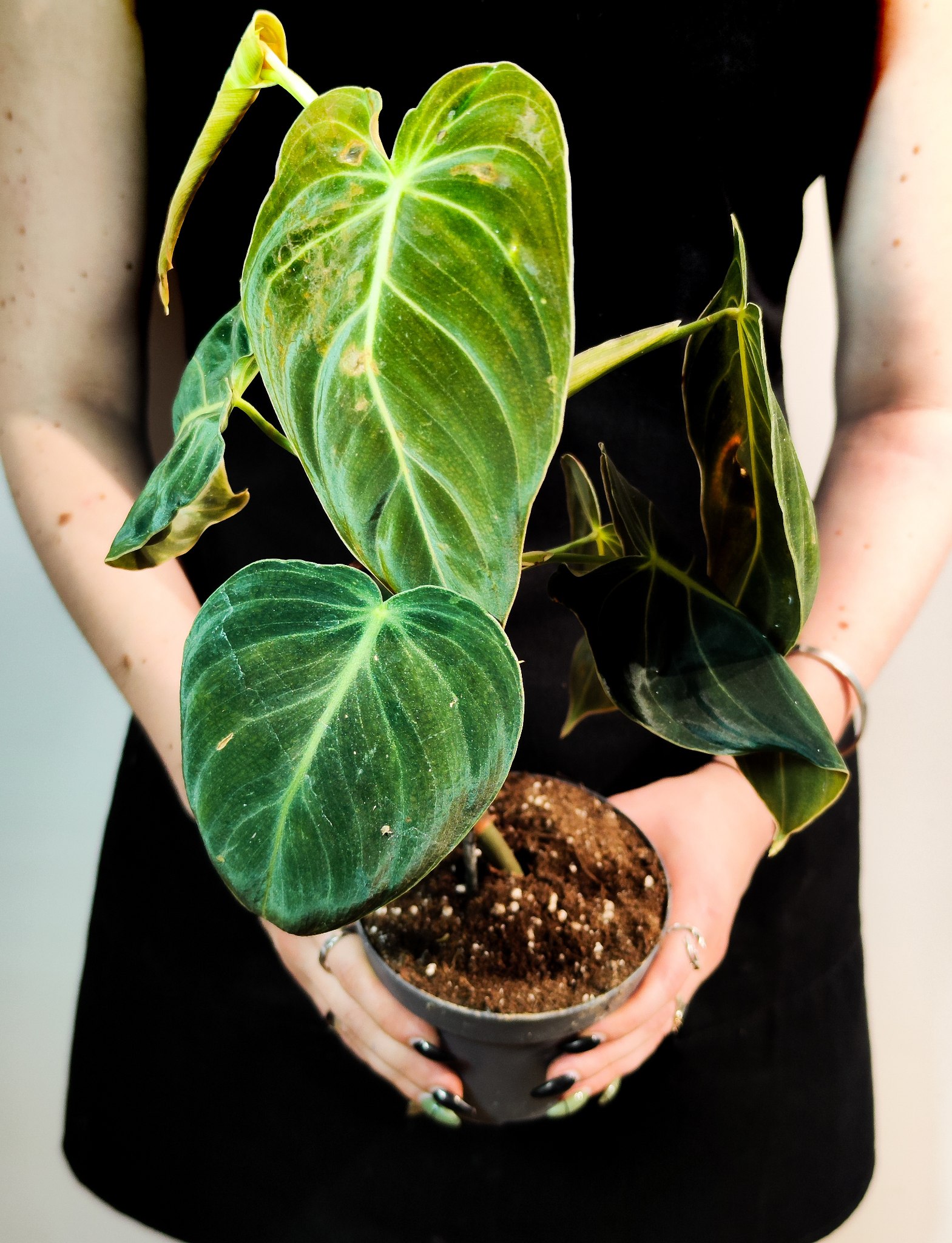 Филодендрон Меланохризум (Philodendron Melanochrysum) D12см