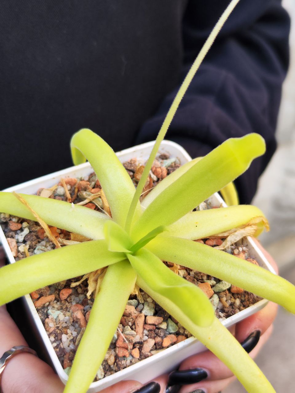 Жирянка Мостезума Гигантеа (Pinguicula Moctezumae x Gigantea) D12см
