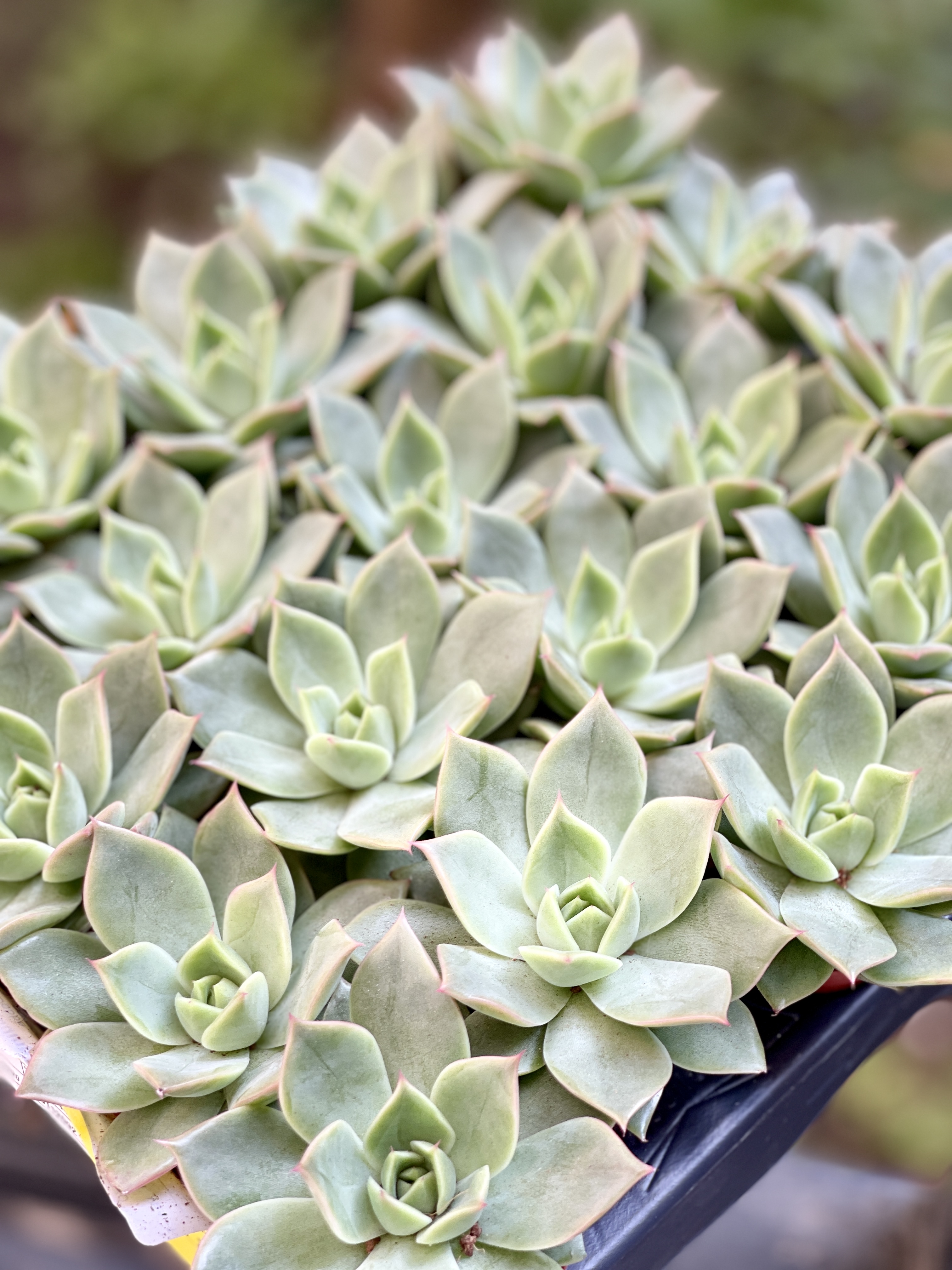 Эхеверия Максус (Echeveria Maxxus) D5см