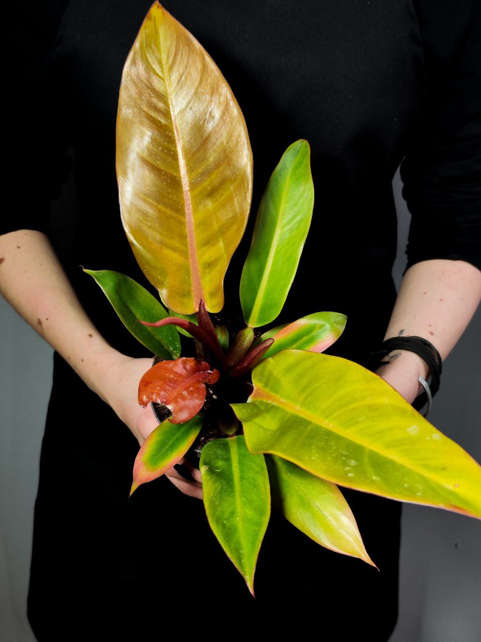 Филодендрон Принц Оранж (Philodendron Prince of Orange) D12см