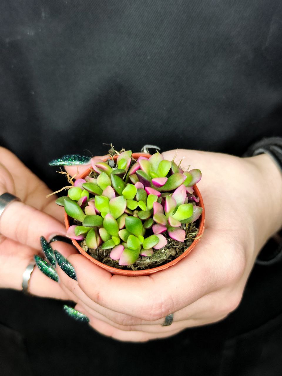Анакампсерос Руфесценс Санрайз Мини (Anacampseros Rufescens Sunrise Mini) D5см