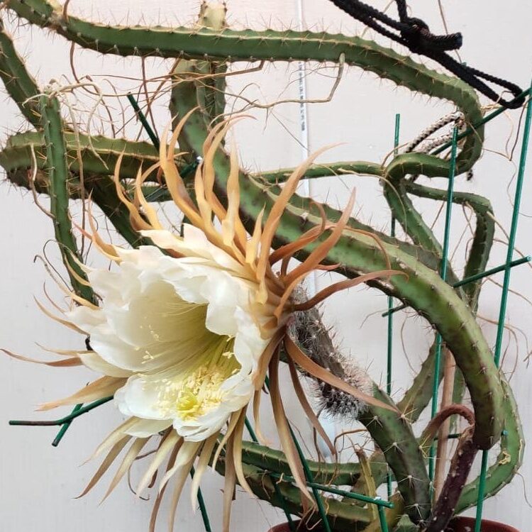 Кактус Селеницереус Крупноцветковый, или Кактус Царица Ночи (Selenicereus Grandiflorus) D12см