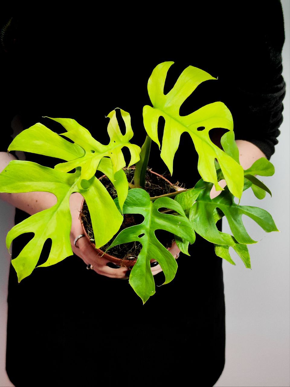 Рафидофора Тетрасперма (Rhaphidophora Tetrasperma) D12см
