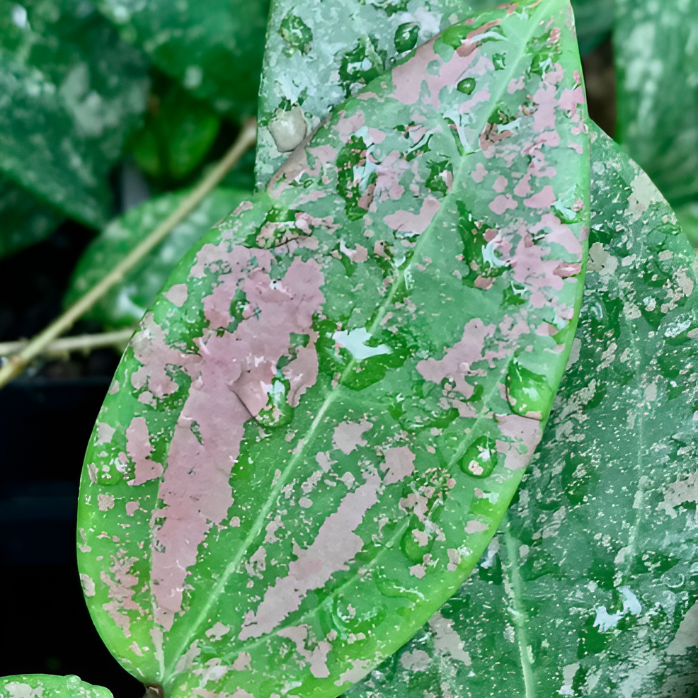 Хойя Виберджи (Hoya Wibergiae) D12см