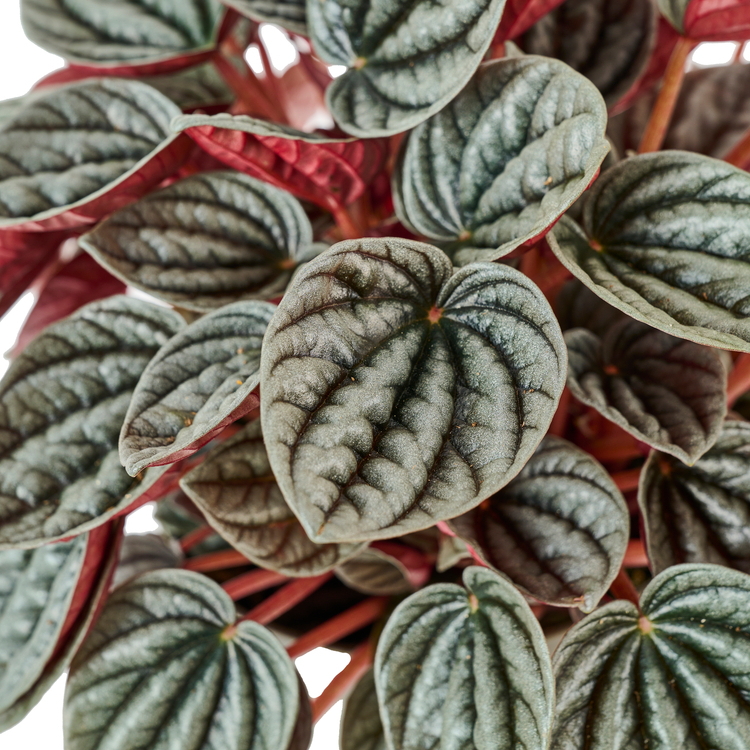 Пеперомия Каперата Каракас (Peperomia Caracas) D5см