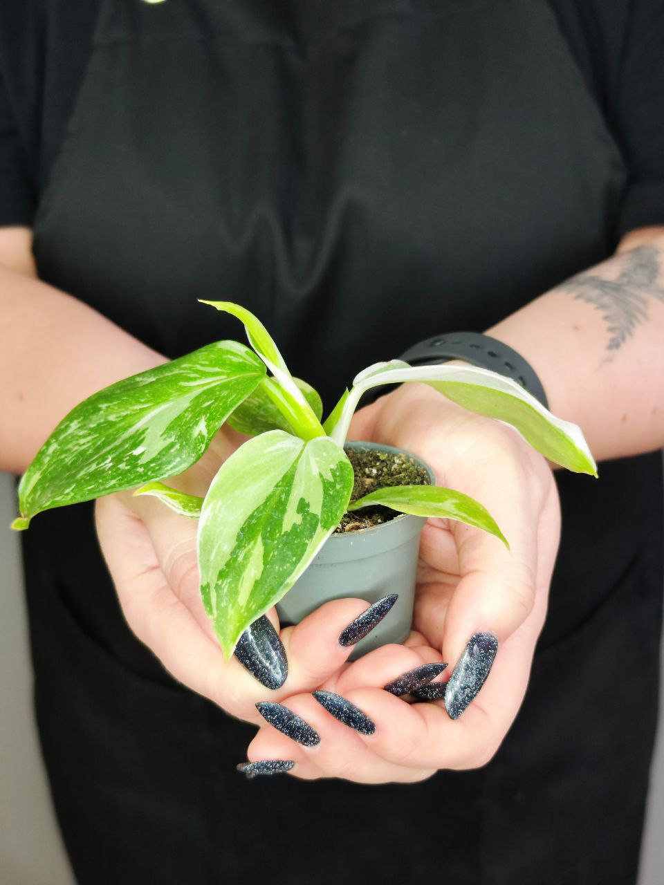 Филодендрон Вайт Визард (Philodendron White Wisard) D6см