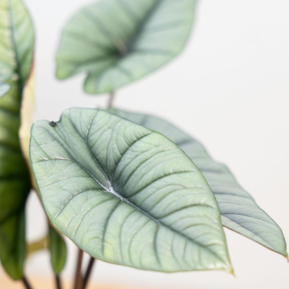Алоказия Бисма Платинум (Alocasia Bisma Platinum) D12см