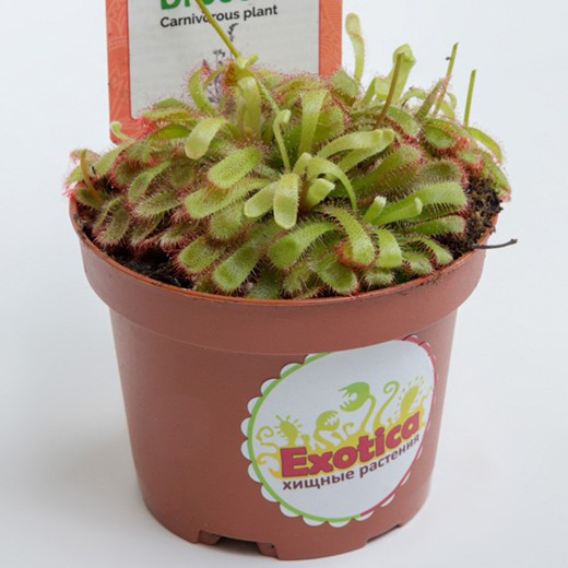 Росянка Алисия (Drosera Aliciae) D9см