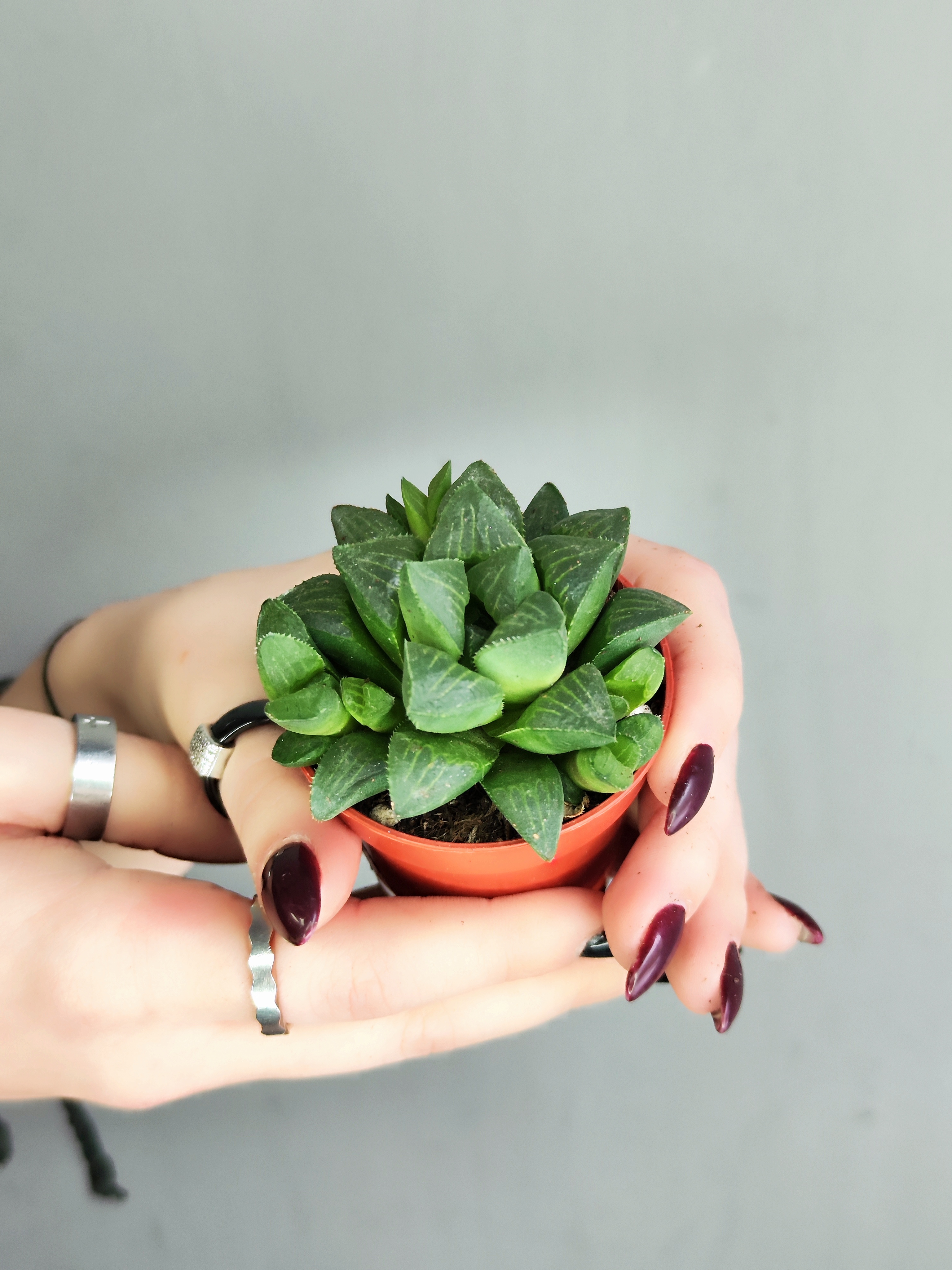 Хавортия Ретуза (Haworthia Retusa) D5см