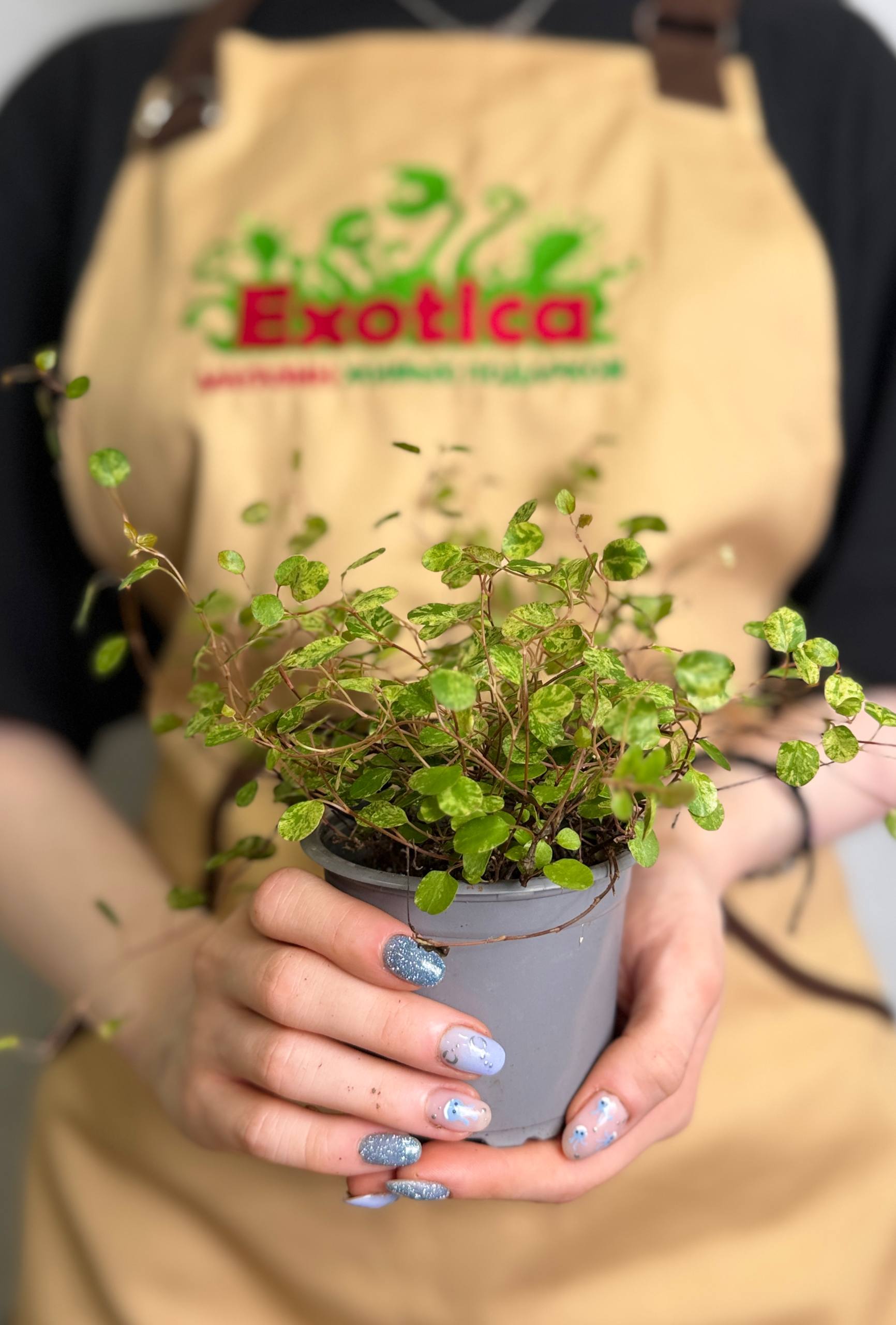 Мюленбекия Комплекса Маори Вариегатная (Muehlenbeckia Сomplexa Maori Variegated) D9см
