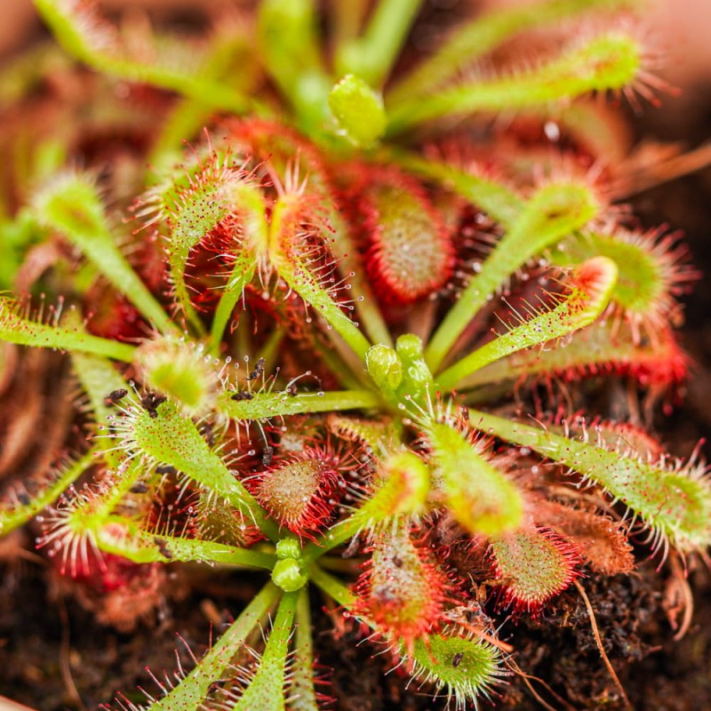 Росянка Спатулата (Drosera Spatulata) D9см