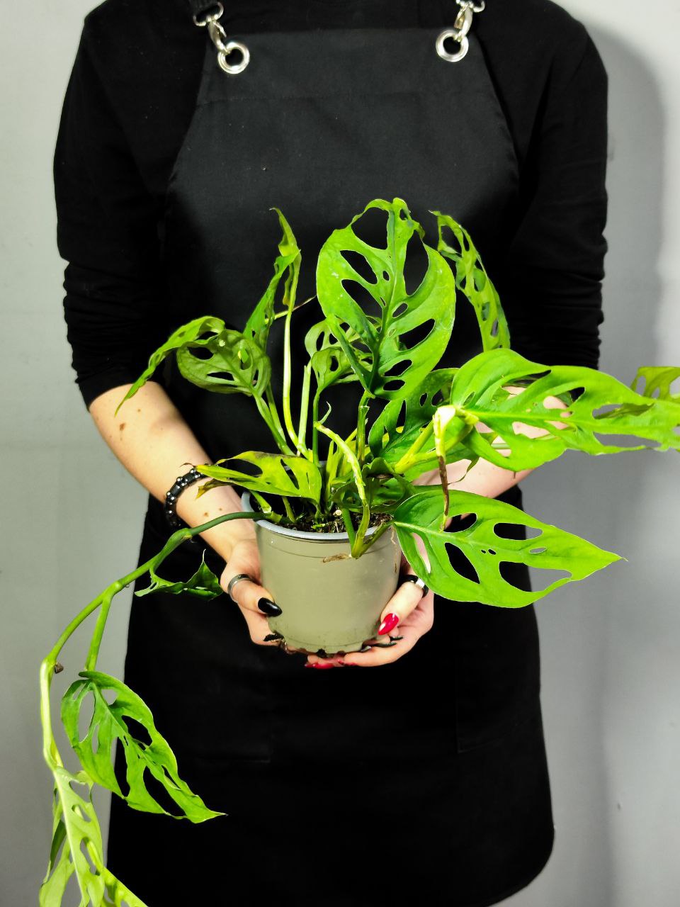 Монстера Акумината (Monstera Acuminata) D12см