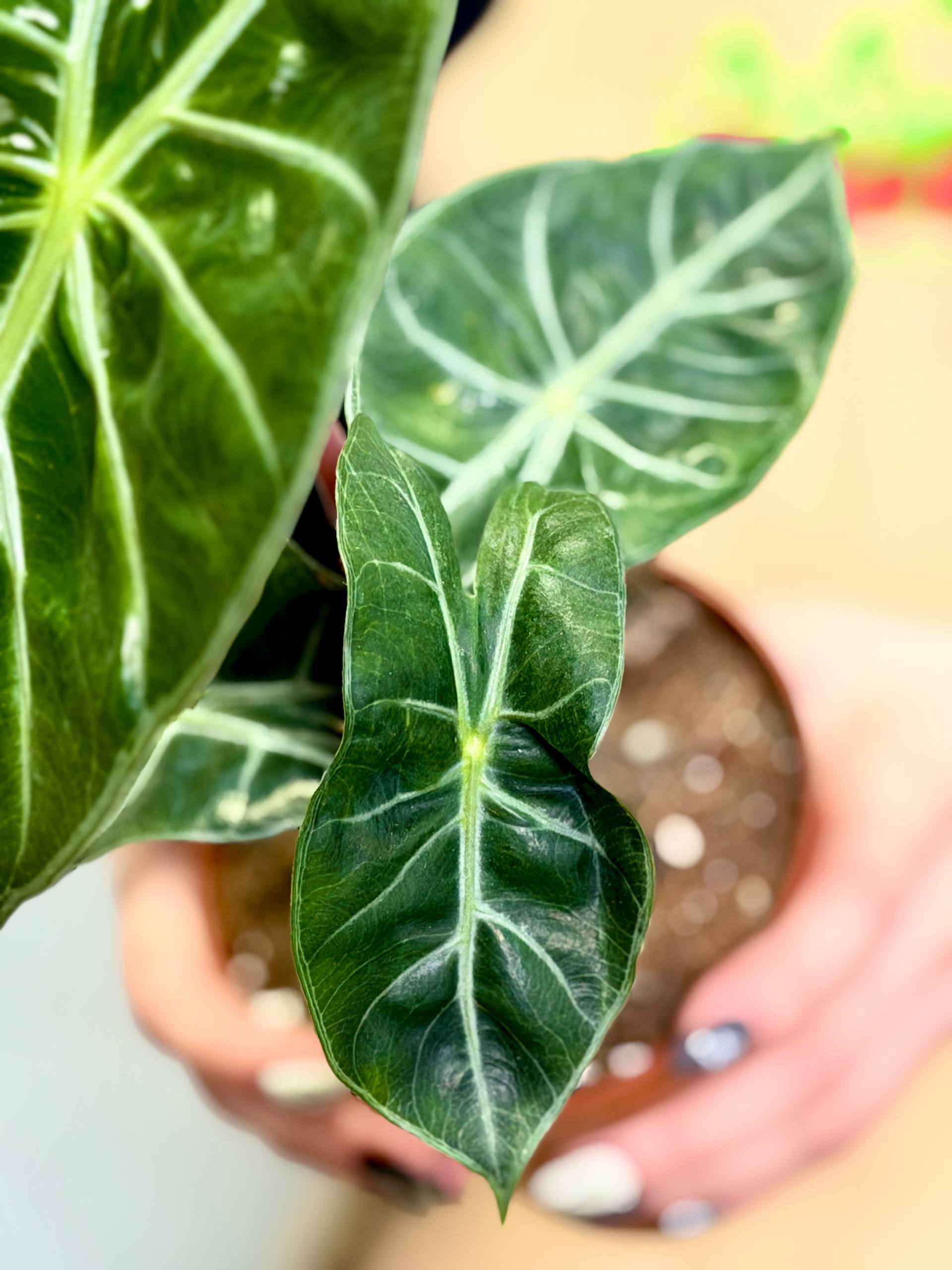 Алоказия Пинк Драгон (Alocasia Pink Dragon) D12см
