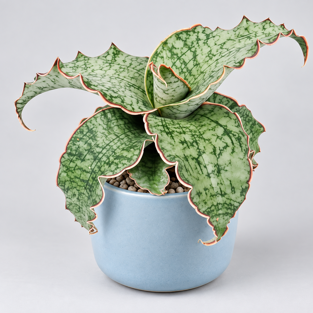 Сансевиерия Кирки Сильвер Блю (Sansevieria Kirkii Silver Blue) D12см