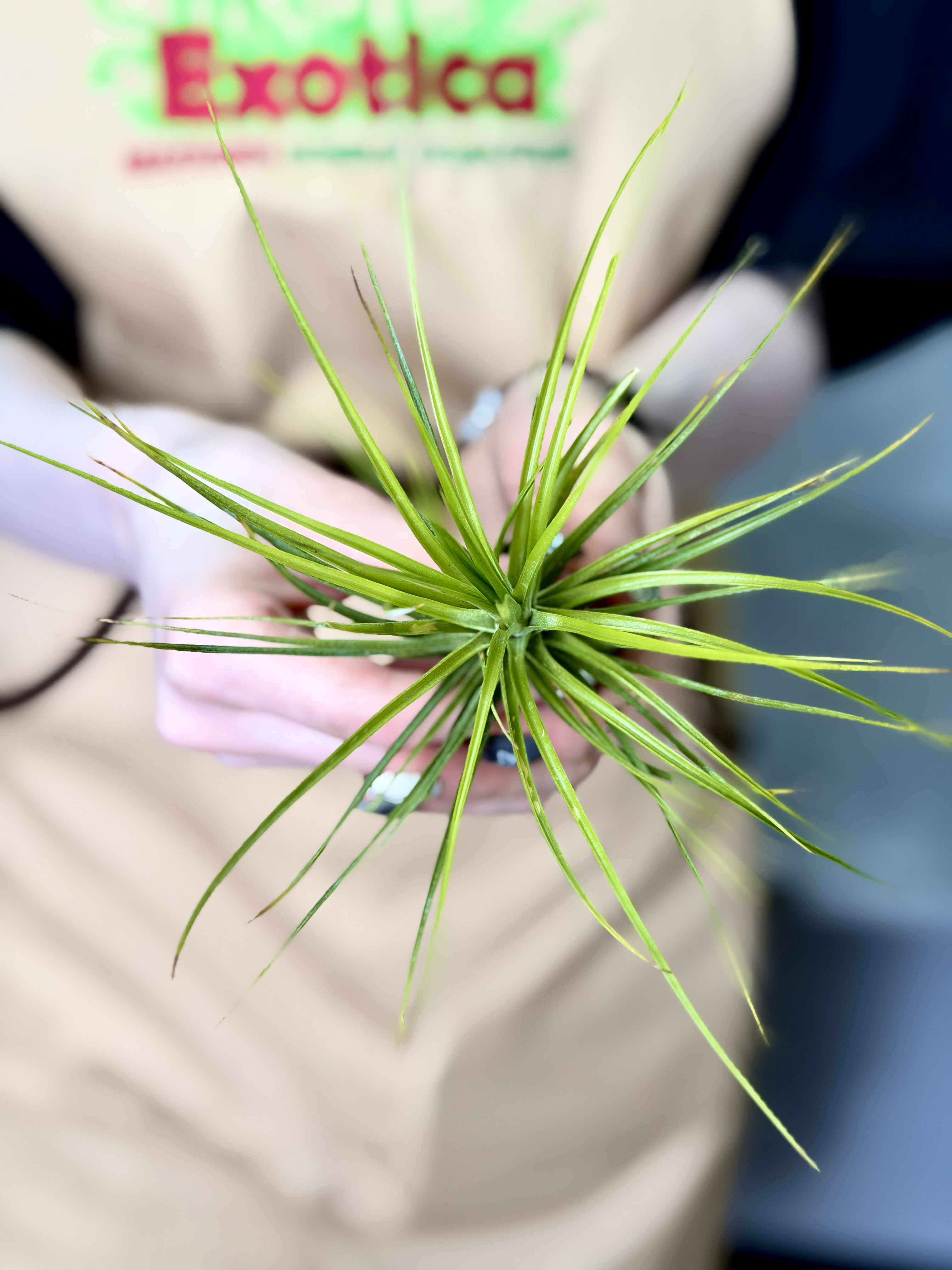 Тилландсия Стеблевая, или  Каулесценс (Tillandsia Caulescens)