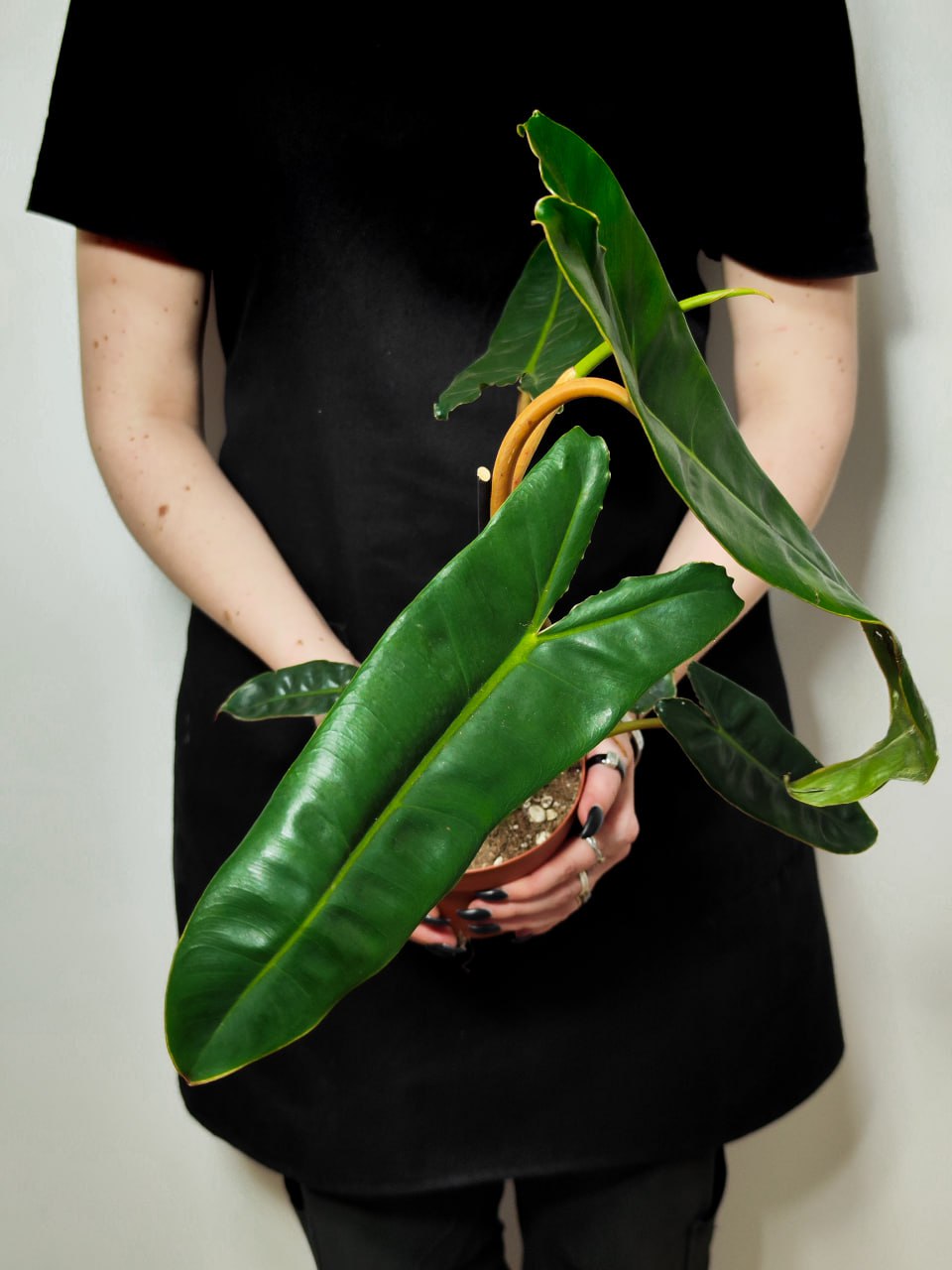 Филодендрон Биллитау Грин (Philodendron Billietiae Green) D12см