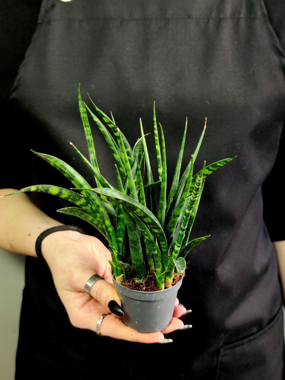 Сансевиерия Фернвуд Микадо (Sansevieria Fernwood Mikado) D6см