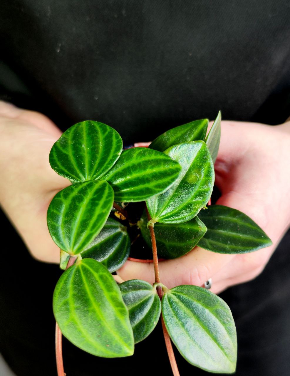 Пеперомия Ангулата Страйб (Peperomia Angulata Stribe) D5см