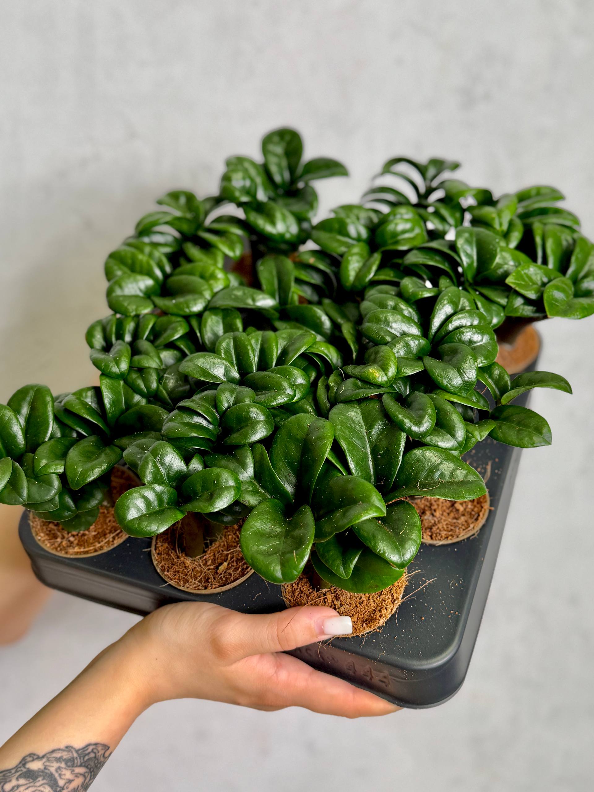 Замиокулькас Зензи Жук (Zamioculcas Zenzi Bug) D6см
