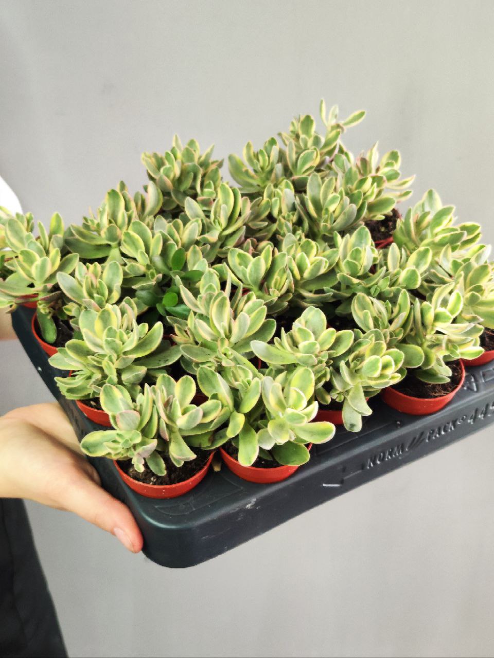 Крассула Мани Мейкер Вариегатная (Crassula Moneymaker Varigated) D5см