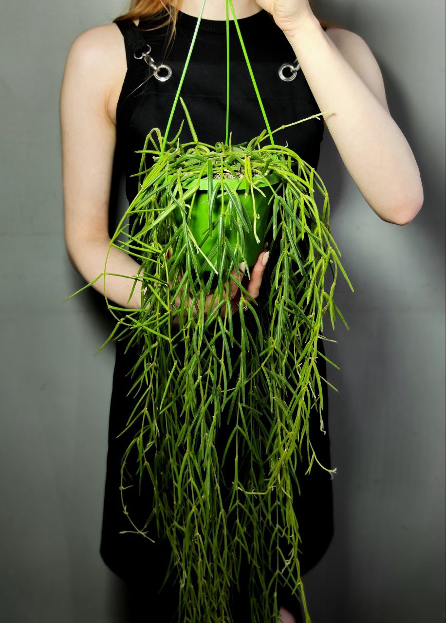 Хойя Линеарис (Hoya Linearis) D14см