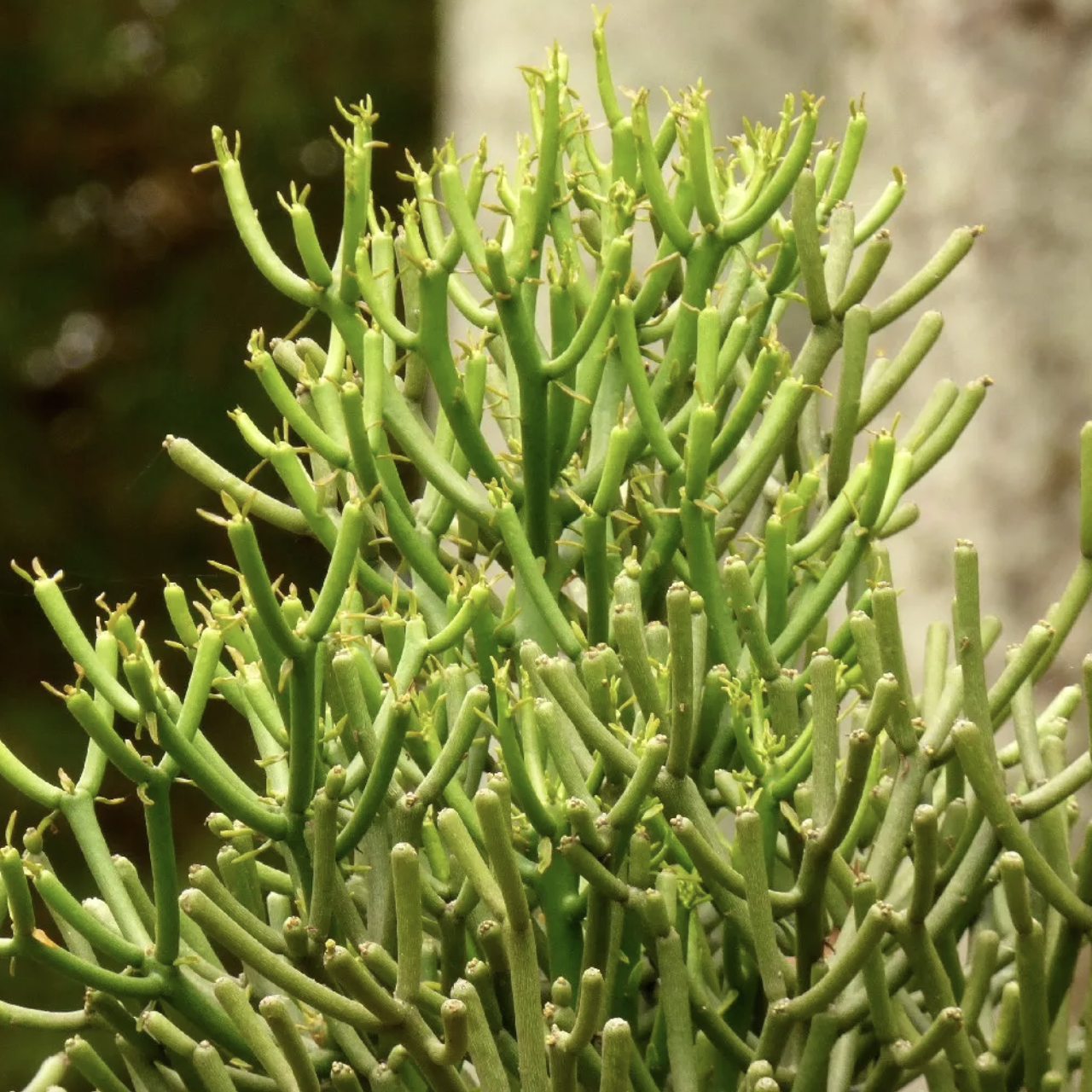 Эуфорбия (Молочай) Тирукалли (Euphorbia Tirucalli) D6см