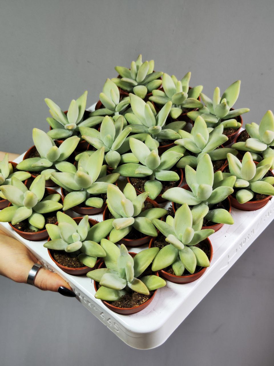 Пахифитум Вердермана (Pachyphytum Werdermannii) D5см