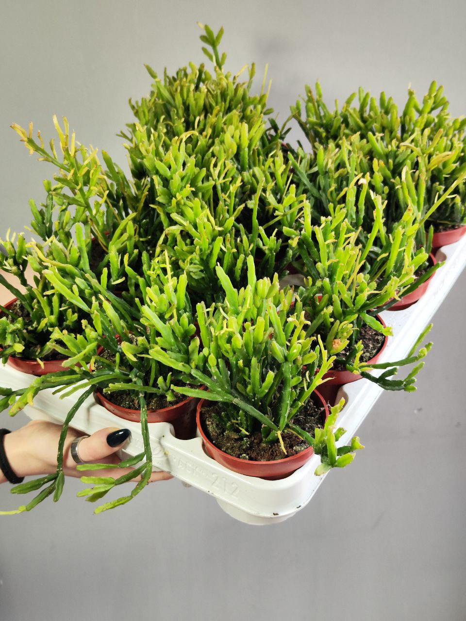 Рипсалис Гетероклада (Rhipsalis Heteroclada) D8,5см