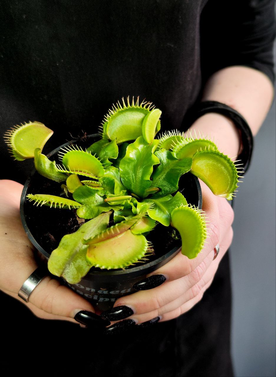 Венерина мухоловка, зеленая (Dionaea Muscipula) D9см