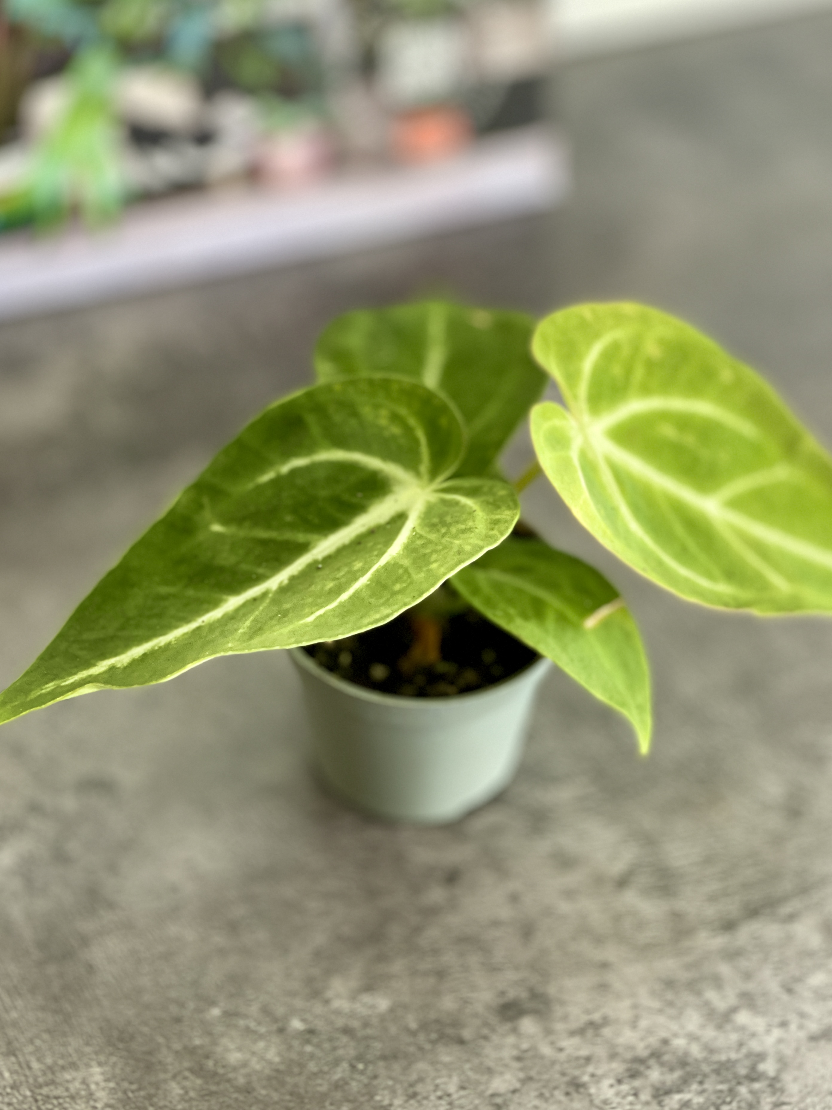 Антуриум Магнификум, или Великолепный (Anthurium Magnificum) D6см
