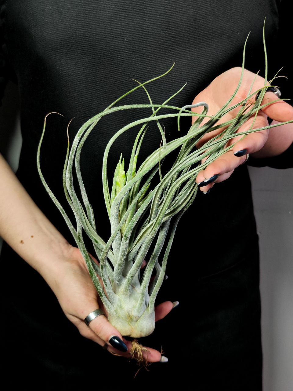 Тилландсия Элерсиана (Tillandsia Ehlersiana) XXXL