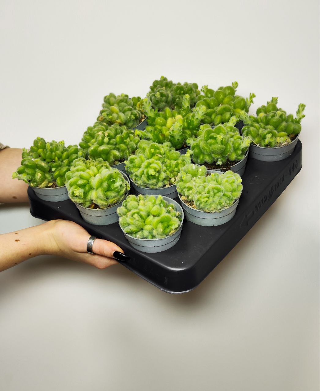 Седум Хинтони (Sedum Hintonii) D6,5см