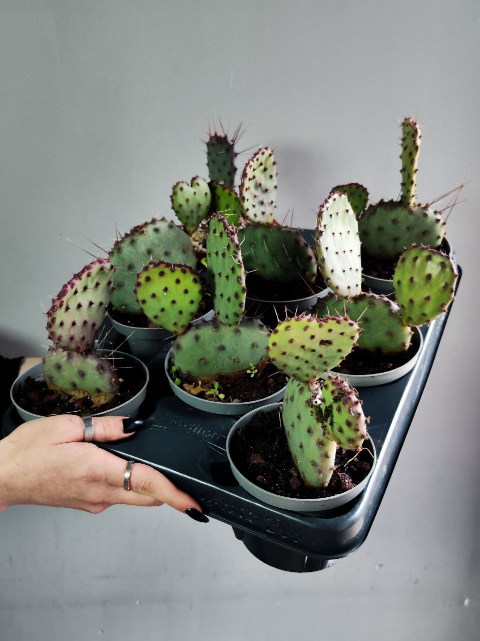 Пурпурная Опунция Макроцентра (Opuntia Macrocentra) D10см