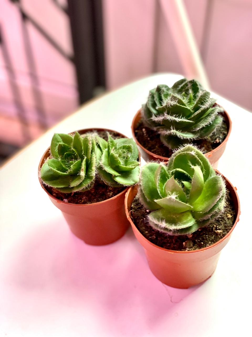 Крассула Капителла Сетоза Туррита (Crassula Capitella Setosa Turrita) D8см