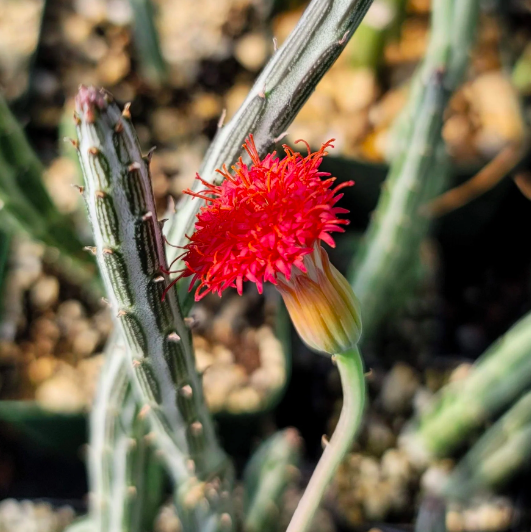 Крестовник Стапелиевидный (Senecio Stapeliiformis) D5см