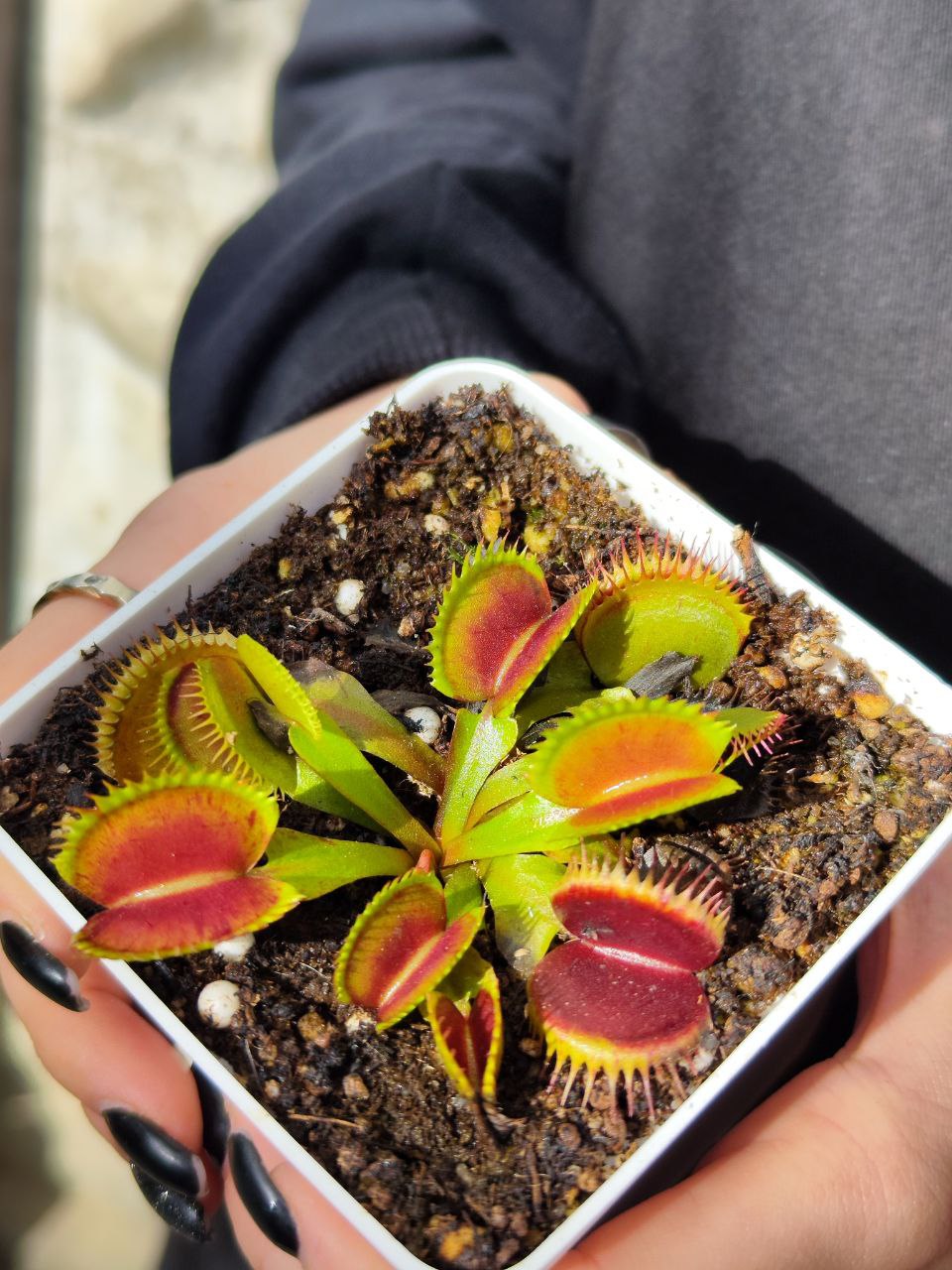 Венерина Мухоловка, Дионея Пятнистая (Dionaea Muscipula Spotty) D9см