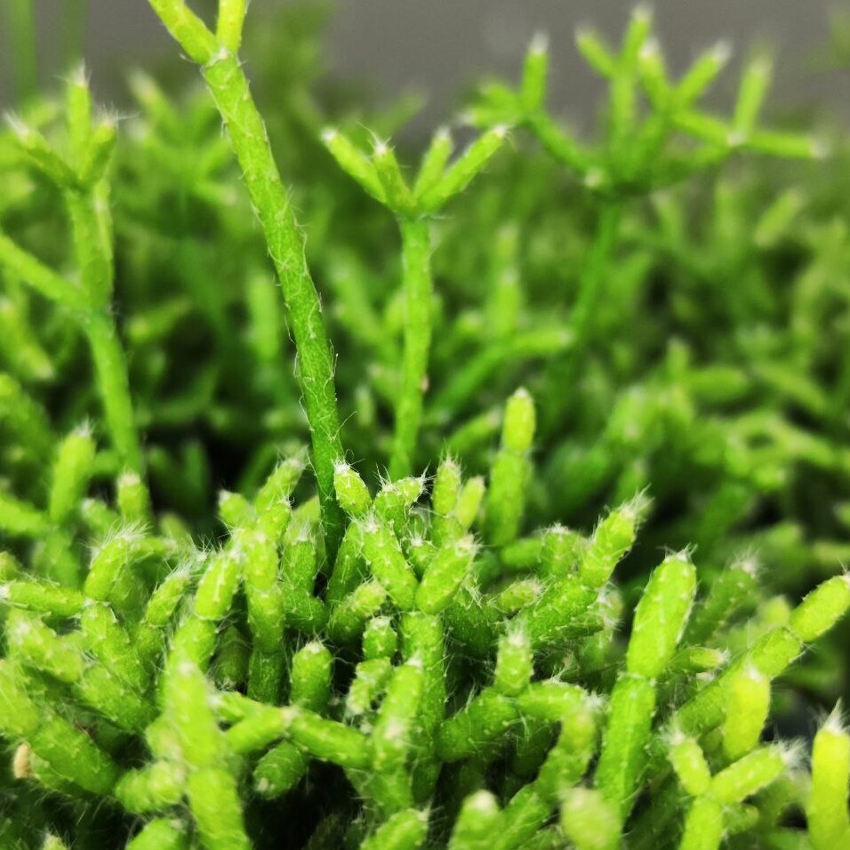 Рипсалис Цереускула (Rhipsalis Cereuscula) D5см