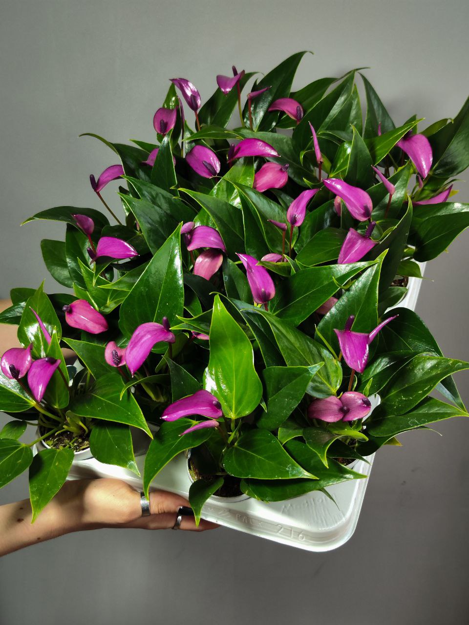 Антуриум Андре Зизу (Anthurium Andre Zizou) D7см