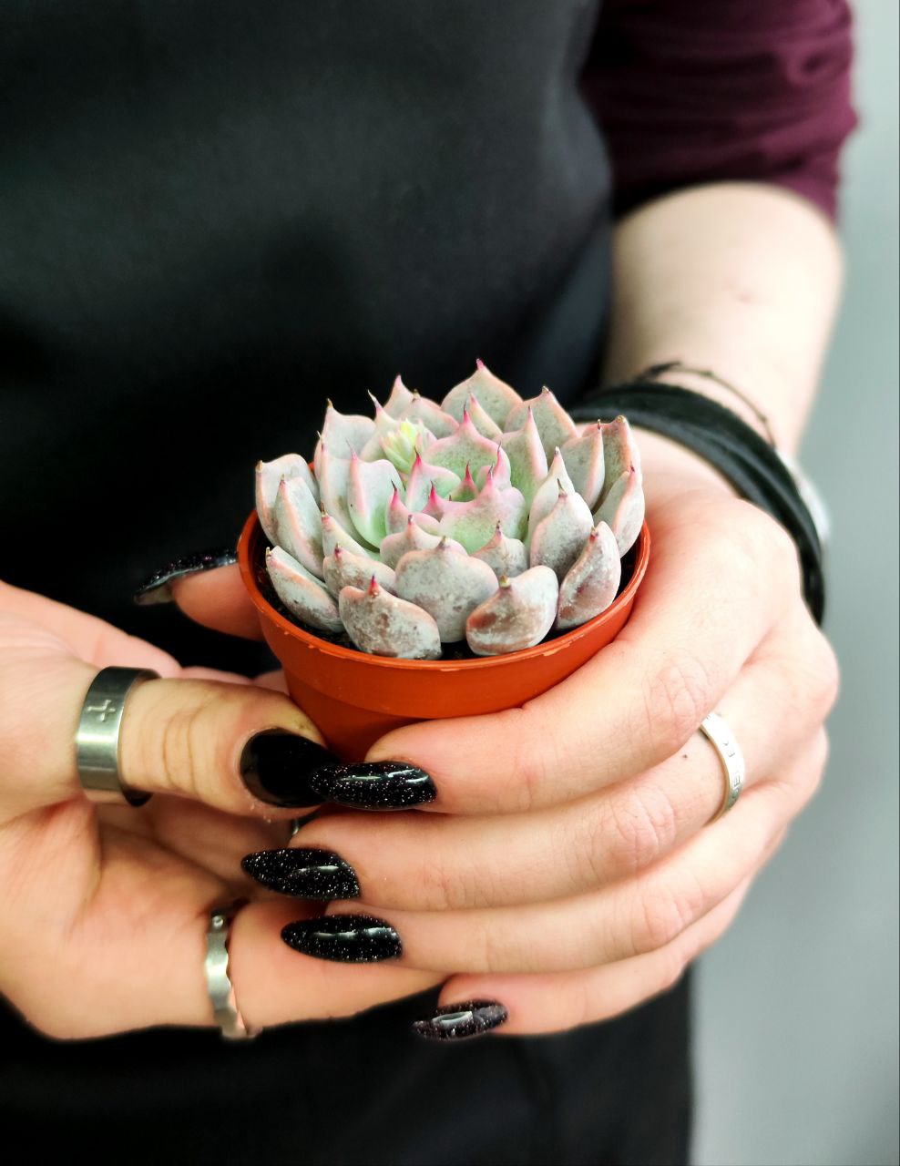 Эхеверия Розеа (Echeveria Rosea) D5см