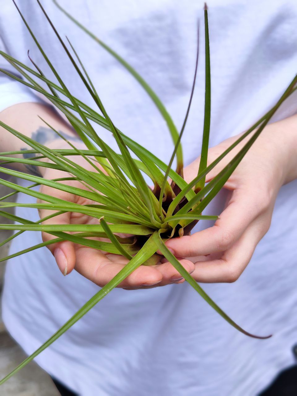 Тилландсия Меланократер Грин (Tillandsia Melanocrater Green)