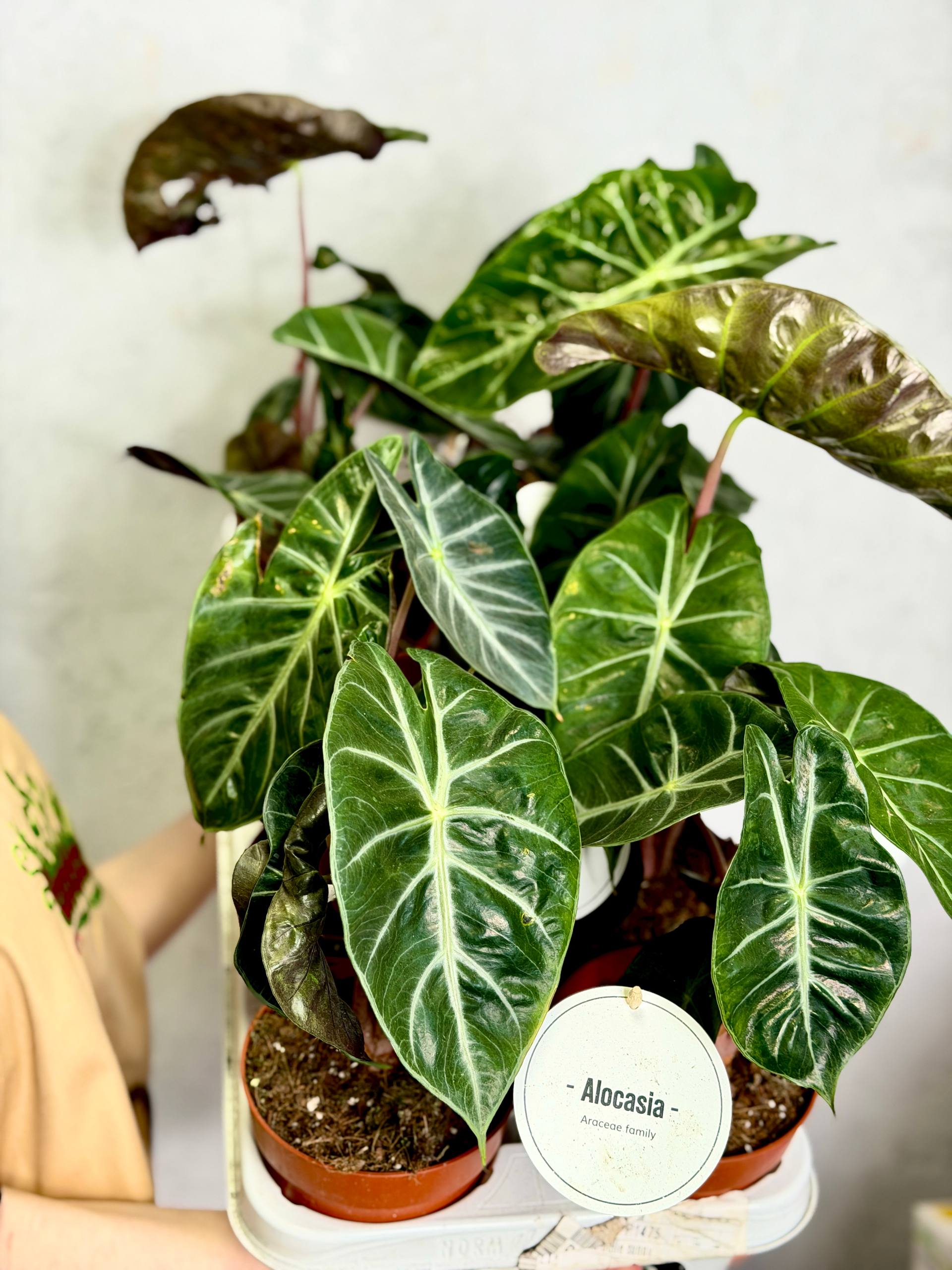 Алоказия Пинк Драгон (Alocasia Pink Dragon) D12см