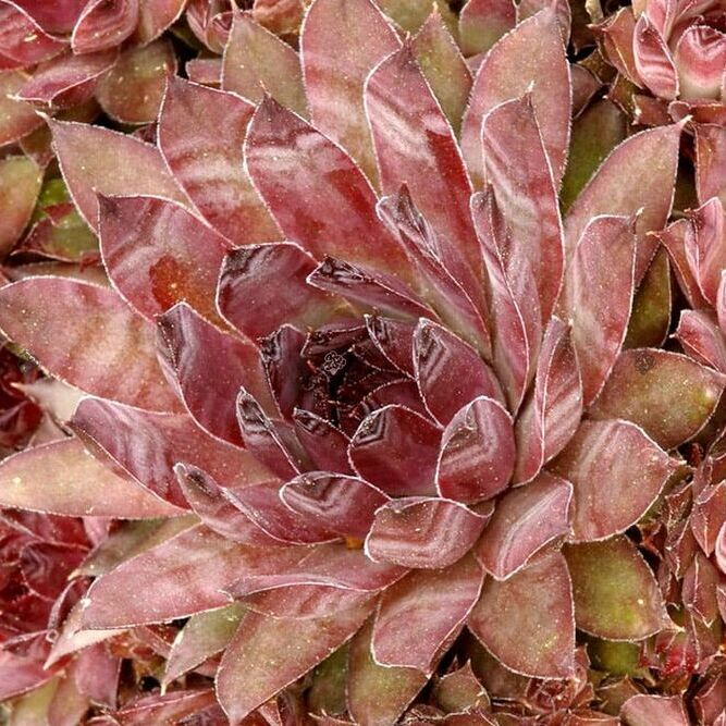 Молодило Кассиопея (Sempervivum Cassiopeia) D5см