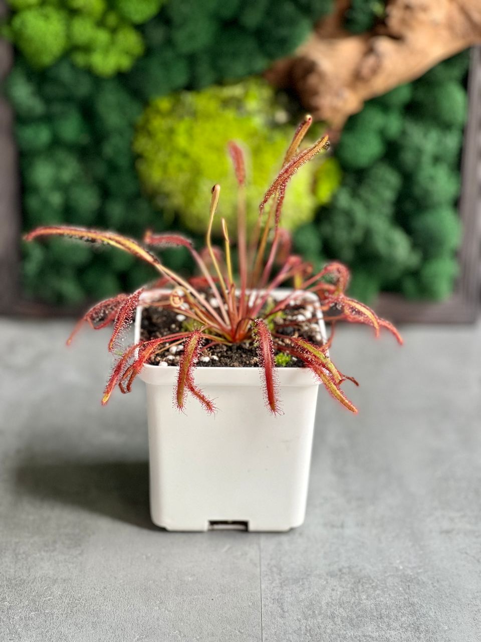 Росянка Капская Красная (Drosera Сapensis Red Leaf) D9см